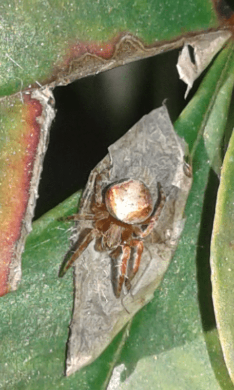 Araneus sturmi/triguttatus, giovane (cfr.)